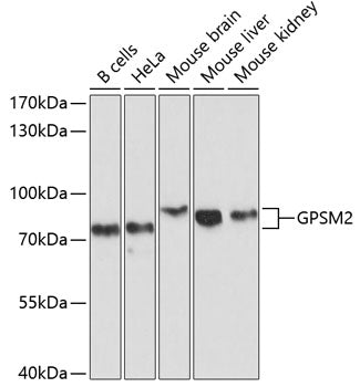 GPSM2 Rabbit pAb