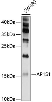 AP1S1 Rabbit pAb