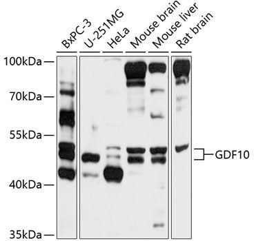 GDF10 Rabbit pAb