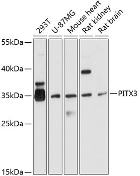 PITX3 Rabbit pAb