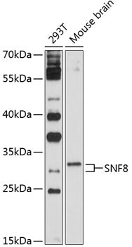 SNF8 Rabbit pAb