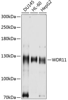 WDR11 Rabbit pAb