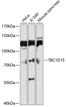 TBC1D15 Rabbit pAb