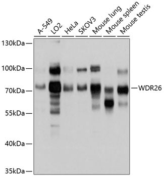 WDR26 Rabbit pAb