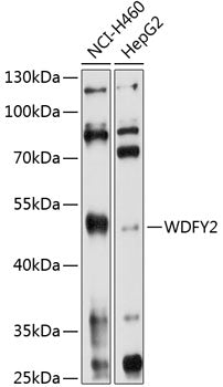 WDFY2 Rabbit pAb