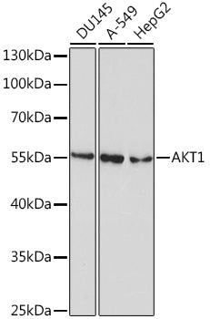 AKT1 Mouse mAb