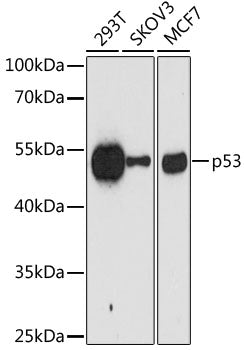 p53 Mouse mAb