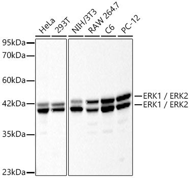 ERK1 / ERK2 Mouse mAb