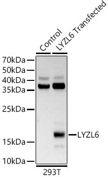 LYZL6 Rabbit pAb