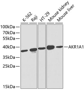 AKR1A1 Rabbit pAb