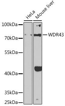 WDR43 Rabbit pAb