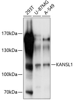 KANSL1 Rabbit pAb