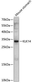 KLK14 Rabbit pAb