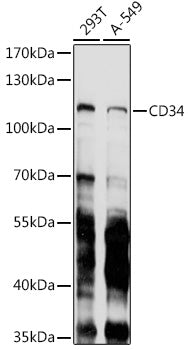 CD34 Mouse mAb