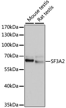 SF3A2 Rabbit pAb