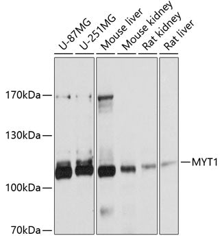 MYT1 Rabbit pAb