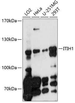 ITIH1 Rabbit pAb