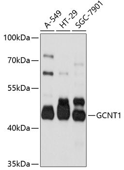 GCNT1 Rabbit pAb