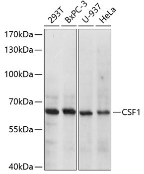 CSF1 Rabbit pAb