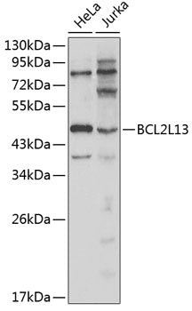 BCL2L13 Rabbit pAb
