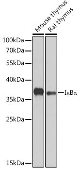 IκBα Rabbit pAb