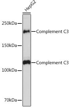 Complement C3 Rabbit mAb