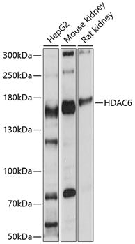 HDAC6 Rabbit pAb