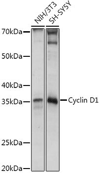 Cyclin D1 Rabbit pAb