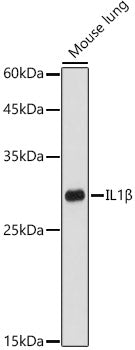 IL1β Rabbit pAb