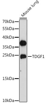 TDGF1 Rabbit pAb