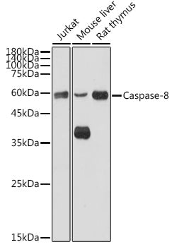 Caspase-8 Rabbit pAb