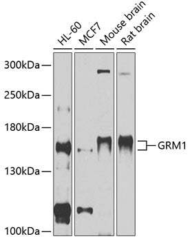 GRM1 Rabbit pAb