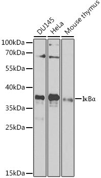 IκBα Rabbit pAb