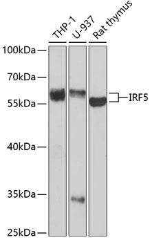 IRF5 Rabbit pAb