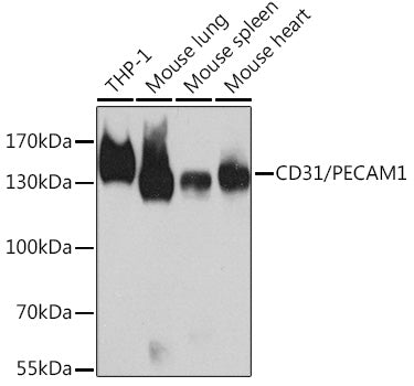 CD31/PECAM1 Rabbit pAb