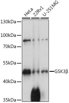 GSK3β Rabbit pAb