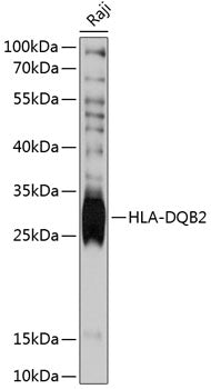 HLA-DQB2 Rabbit pAb