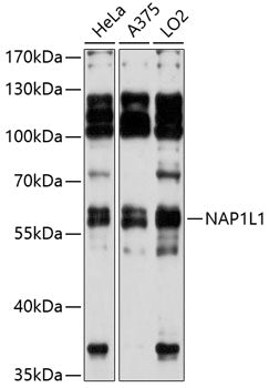 NAP1L1 Rabbit pAb