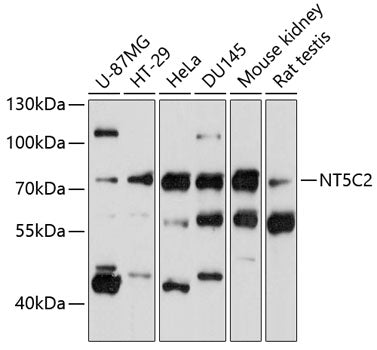 NT5C2 Rabbit pAb