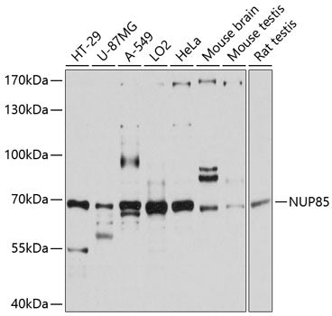 NUP85 Rabbit pAb