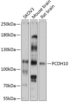 PCDH10 Rabbit pAb