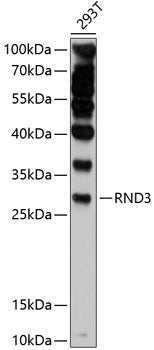 RND3 Rabbit pAb