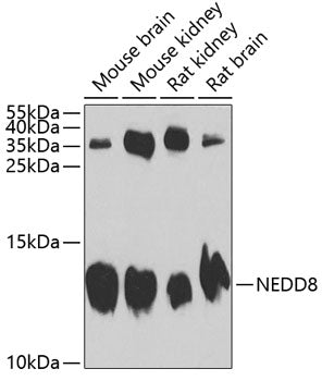 NEDD8 Rabbit pAb