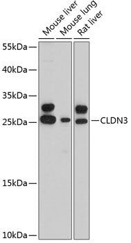 CLDN3 Rabbit pAb