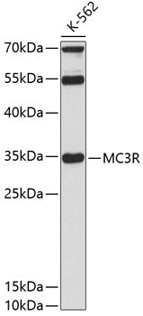 MC3R Rabbit pAb