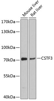 CSTF3 Rabbit pAb