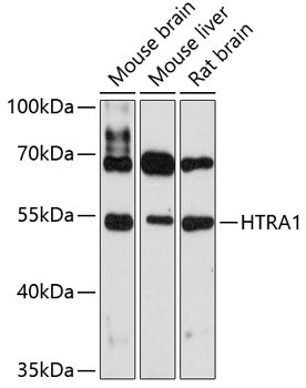 HTRA1 Rabbit pAb