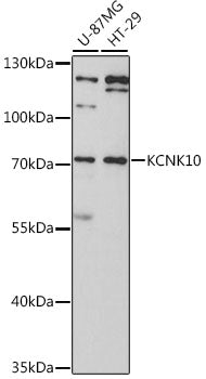 KCNK10 Rabbit pAb