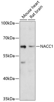 NACC1 Rabbit pAb