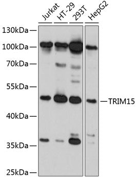TRIM15 Rabbit pAb